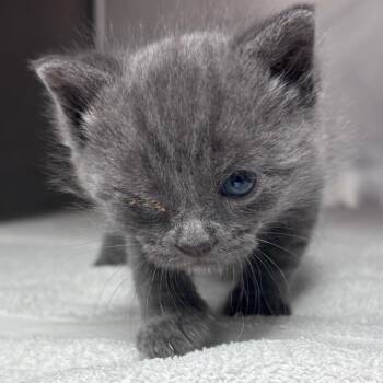 Lil Miss Whiskeroni -  Domestic Short Hair Cat for Adoption in Goleta, California - Lil Miss Whiskeroni | PetCurious