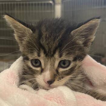 Zazu -  Domestic Short Hair Cat for Adoption in West Palm Beach, Florida - Zazu | PetCurious