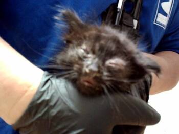 Domestic Medium Hair Cats Available for Adoption in Martinez, California - A1047413 | PetCurious