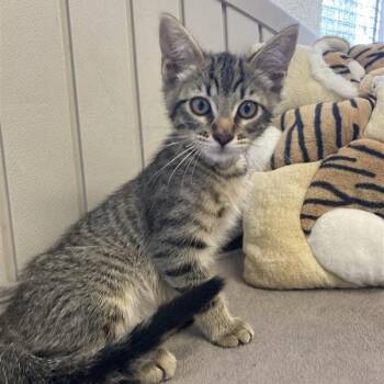 Rescue Domestic Short Hair Cats for Adoption in Hawthorne, California - Scoripus | PetCurious