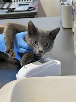 Rescue Domestic Short Hair Cats for Adoption in Largo, Florida - Chromia | PetCurious