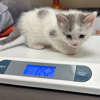 Domestic Short Hair Cats Available for Adoption in Columbus, Georgia - 04/28/2026-Stray-MuscogeeDrive-2 | PetCurious