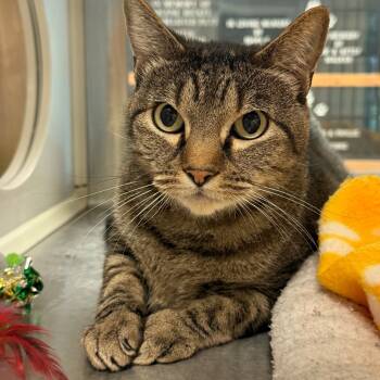 Rescue Domestic Short Hair Cats for Adoption in Ottawa, Kansas - David Meowie | PetCurious