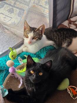 Biscotti and Tatum -  Domestic Short Hair Cat for Adoption in Pardeeville, Wisconsin - Biscotti And Tatum | PetCurious