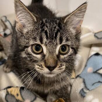 Quadlynnn -  Domestic Short Hair Cat for Adoption in Washburn, Missouri - Quadlynnn | PetCurious
