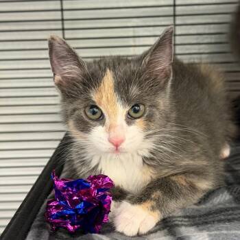 Tumblina -  Domestic Short Hair Cat for Adoption in Hampton Bays, New York - Tumblina | PetCurious