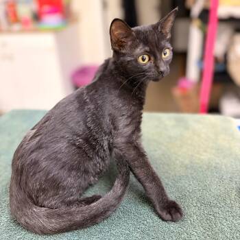 Galaxy -  Domestic Medium Hair Cat for Adoption in Spokane, Washington - Galaxy | PetCurious