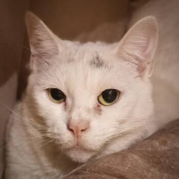 Rescue Domestic Short Hair Cats for Adoption in Briarcliff Manor, New York - Juno | PetCurious