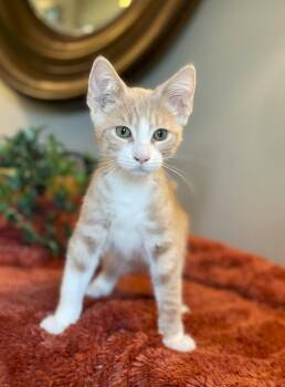 Heath at Canton PEtSmart Habitat Michigan Ave -  Tabby Cat for Adoption in Taylor, Michigan - Heath At Canton PEtSmart Habitat Michigan Ave | PetCurious
