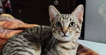 Domestic Short Hair Cats Available for Adoption in Dayton, Minnesota - Leo | PetCurious