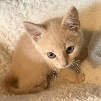 Toffee -  Domestic Short Hair Cat for Adoption in Huntsville, Alabama - Toffee | PetCurious