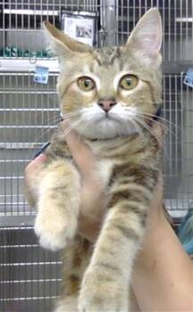 A187921 -  Domestic Short Hair Cat for Adoption in Pasadena, Texas - A187921 | PetCurious
