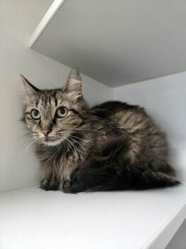 Remedy -  Domestic Medium Hair and Domestic Short Hair Cat for Adoption in Savannah, Georgia - Remedy | PetCurious