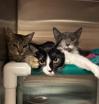Homer -  Domestic Short Hair Cat for Adoption in Cincinnati, Ohio - Homer | PetCurious