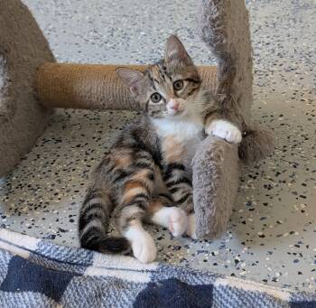 Dixie -  Domestic Medium Hair Cat for Adoption in Pompano Beach, Florida - Dixie | PetCurious