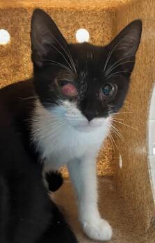 Domestic Short Hair Cats Available for Adoption - Wednesday | PetCurious