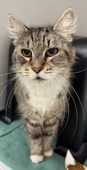 Rescue Domestic Medium Hair Cats for Adoption in Ontario, California - NYLA-NEEDS A FOSTER | PetCurious