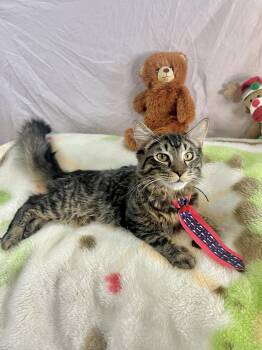 Domestic Medium Hair Cats Available for Adoption in Margate, Florida - ARCHIE | PetCurious