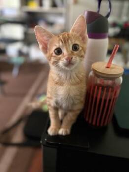 Thyme -  Domestic Medium Hair and Domestic Short Hair Cat for Adoption in New Orleans, Louisiana - Thyme | PetCurious