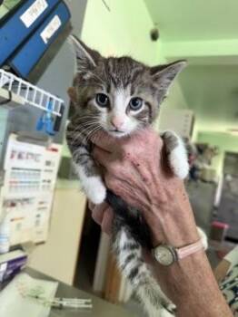 Brooks -  Domestic Short Hair and American Shorthair Cat for Adoption in Bedford, Indiana - Brooks | PetCurious