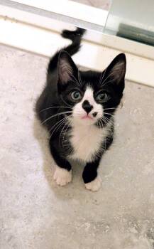 Tim -  Domestic Short Hair Cat for Adoption in Zephyrhills, Florida - Tim | PetCurious