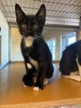 Caos and Tippy -  Domestic Short Hair Cat for Adoption in Sterling, Colorado - Caos And Tippy | PetCurious