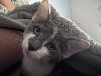 Toad fka Harry -  Domestic Short Hair Cat for Adoption in Virginia Beach, Virginia - Toad Fka Harry | PetCurious