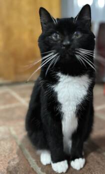 Rescue Domestic Short Hair Cats for Adoption in Tipp City, Ohio - Orzo | PetCurious