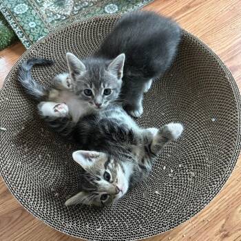 Domestic Short Hair Cats Available for Adoption in Costa Mesa, California - Palette | PetCurious