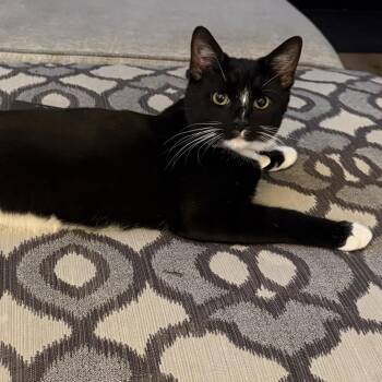Domestic Short Hair Cats Available for Adoption in Dover, Delaware - Bruno | PetCurious