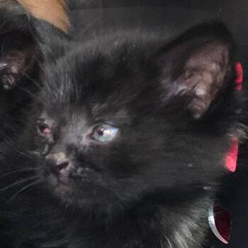 Shadow -  Domestic Short Hair Cat for Adoption in Grantsville, Utah - Shadow | PetCurious
