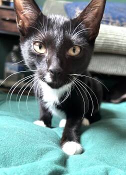 Isaac (Phoebe) -  Domestic Short Hair Cat for Adoption in Savannah, Georgia - Isaac (Phoebe) | PetCurious