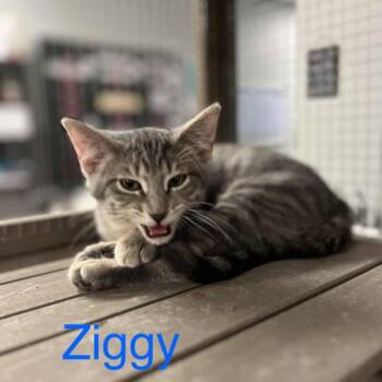 Rescue Domestic Short Hair Cats for Adoption in Richmond, Indiana - Ziggy | PetCurious
