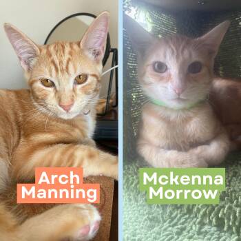 Rescue Domestic Short Hair and Tabby Cats for Adoption in Austin, Texas - Arch Manning & McKenna Morrow *bonded Pair* | PetCurious