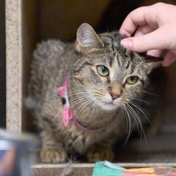 Lil Mama -  Domestic Short Hair Cat for Adoption in Memphis, Tennessee - Lil Mama | PetCurious