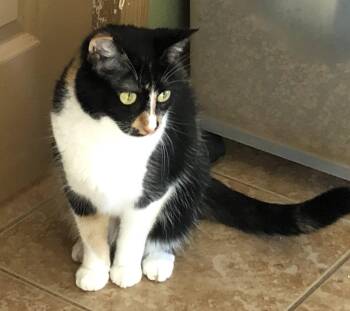 Precious -  Calico and Tuxedo Cat for Adoption - Precious | PetCurious