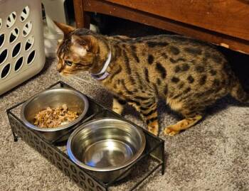Rescue Bengal Cats for Adoption in Cortland, Ohio - Jules | PetCurious