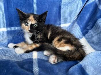 Domestic Short Hair Cats Available for Adoption in Corpus Christi, Texas - Freckles | PetCurious