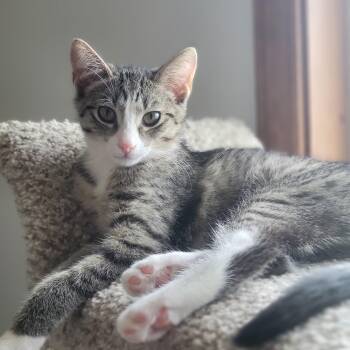 Rescue Domestic Short Hair Cats for Adoption in Swartz Creek, Michigan - Froot Loops | PetCurious