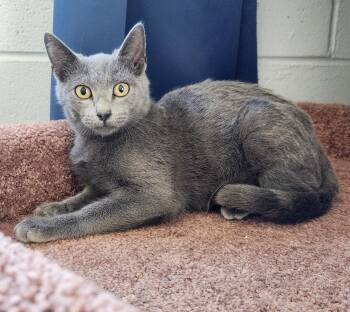 Rescue Russian Blue Cats for Adoption in Siloam Springs, Arkansas - Emily | PetCurious