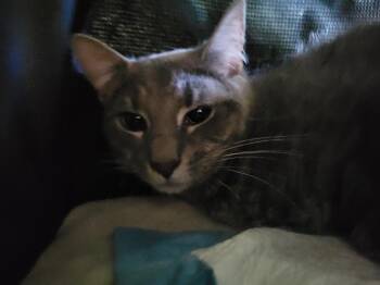 Peppermint -  Domestic Medium Hair Cat for Adoption in Lorain, Ohio - Peppermint | PetCurious