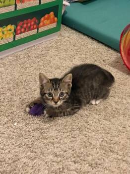 Domestic Short Hair Cats Available for Adoption in Fort Collins, Colorado - Gumbo | PetCurious