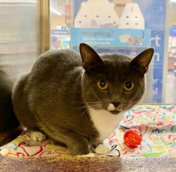 Ruth -  Domestic Short Hair Cat for Adoption in Cumming, Georgia - Ruth | PetCurious