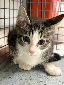 A1426420 -  Domestic Short Hair Cat for Adoption in Las Vegas, Nevada - A1426420 | PetCurious