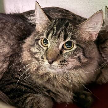 Tractor Wheel -  Domestic Medium Hair Cat for Adoption in Denver, Colorado - Tractor Wheel | PetCurious