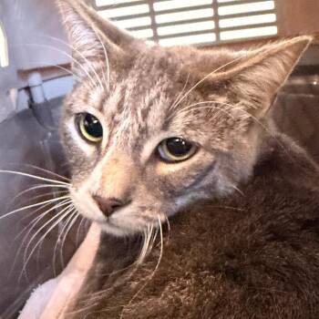 Domestic Medium Hair Cats Available for Adoption - Mirra | PetCurious