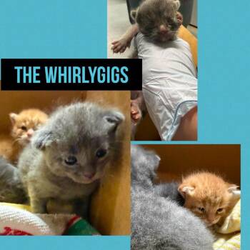 Gus -  Domestic Short Hair Cat for Adoption in Wheeling, Illinois - Gus | PetCurious