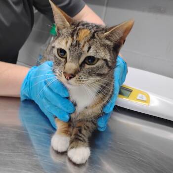 Thelma -  Domestic Short Hair Cat for Adoption in Summerville, South Carolina - Thelma | PetCurious