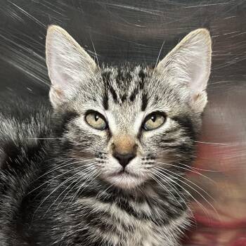 Grape -  Domestic Short Hair Cat for Adoption in Palm Springs, California - Grape | PetCurious