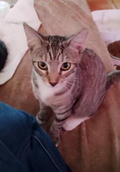 Rescue Domestic Short Hair Cats for Adoption in Woodland, California - Jazzy | PetCurious